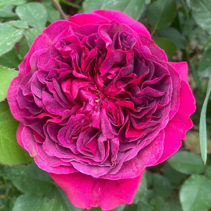 Уильем Шекспир